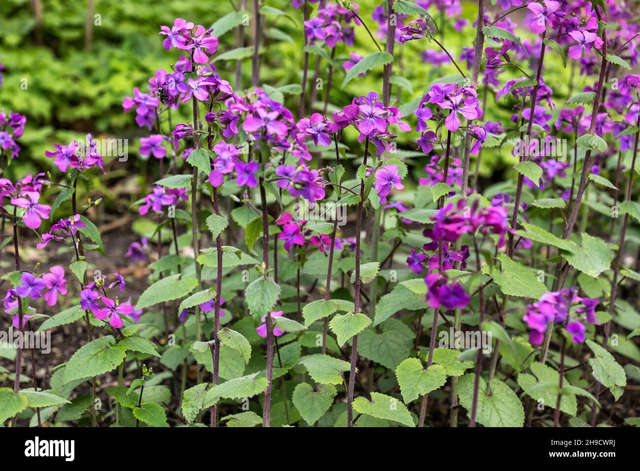 Lunaria annua, annual honesty flowers (Silver Dollar, Money Plant), flowering plant in the family Brassicaceae, native to the Balkans and south west A Stock Photo