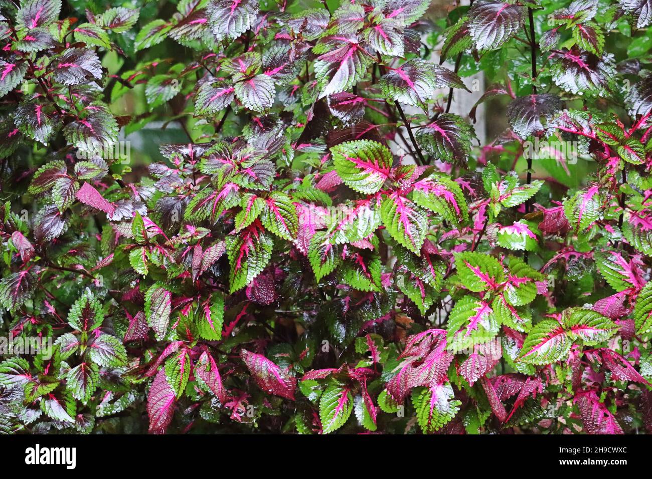 Multicolored coleus leaves/Garden Stock Photo Alamy