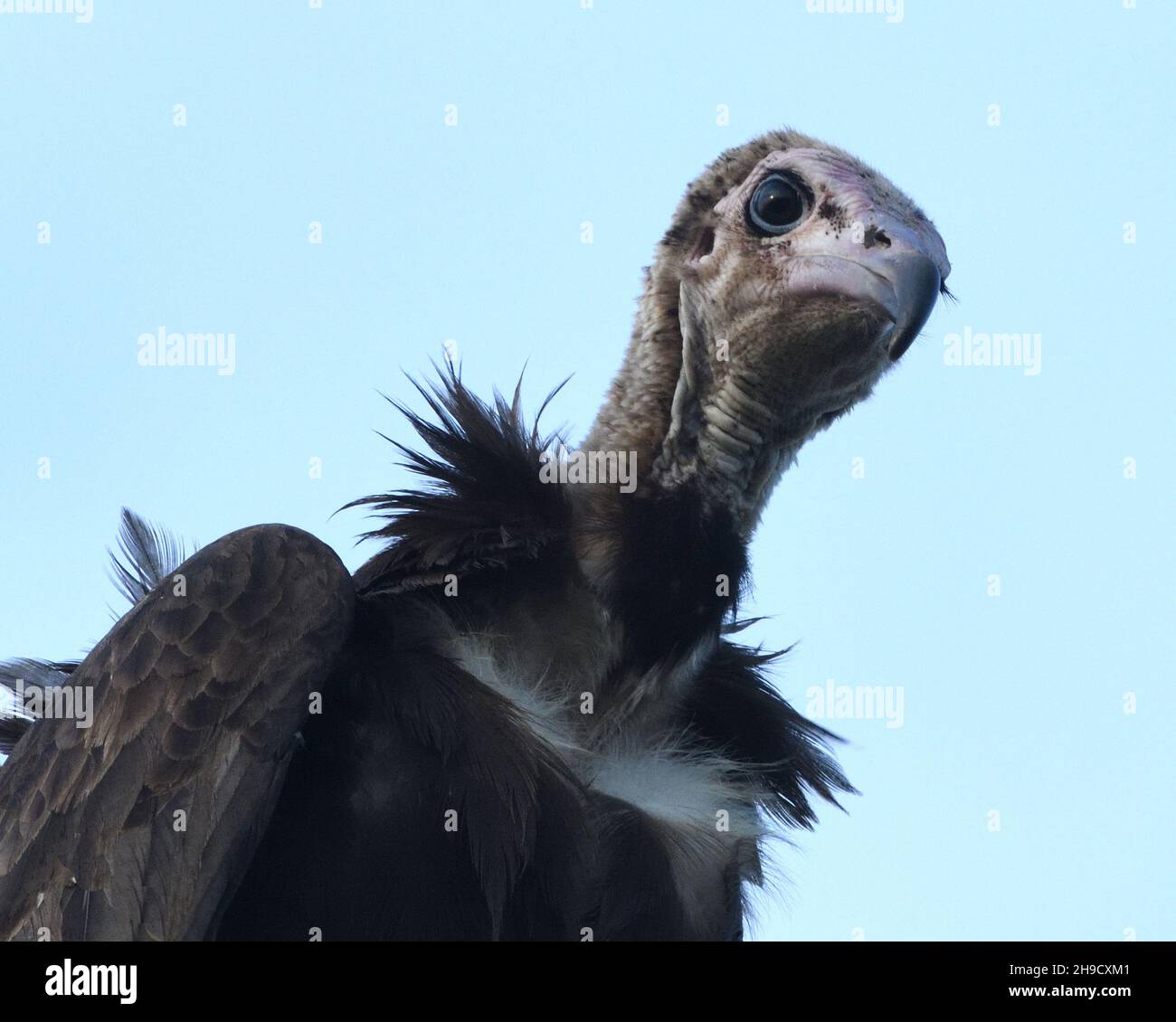 Portrait of a hooded vulture (Necrosyrtes monachus) sitting in a tree in the early morning waiting for thermals to form.  Tanji, The Republic of the G Stock Photo