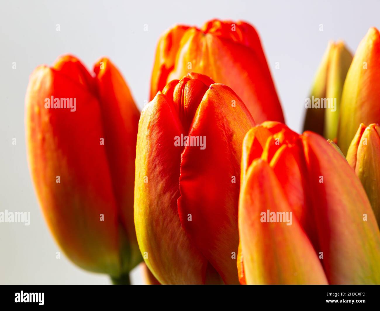 Close-up of blooming red and yellow tulips Stock Photo - Alamy
