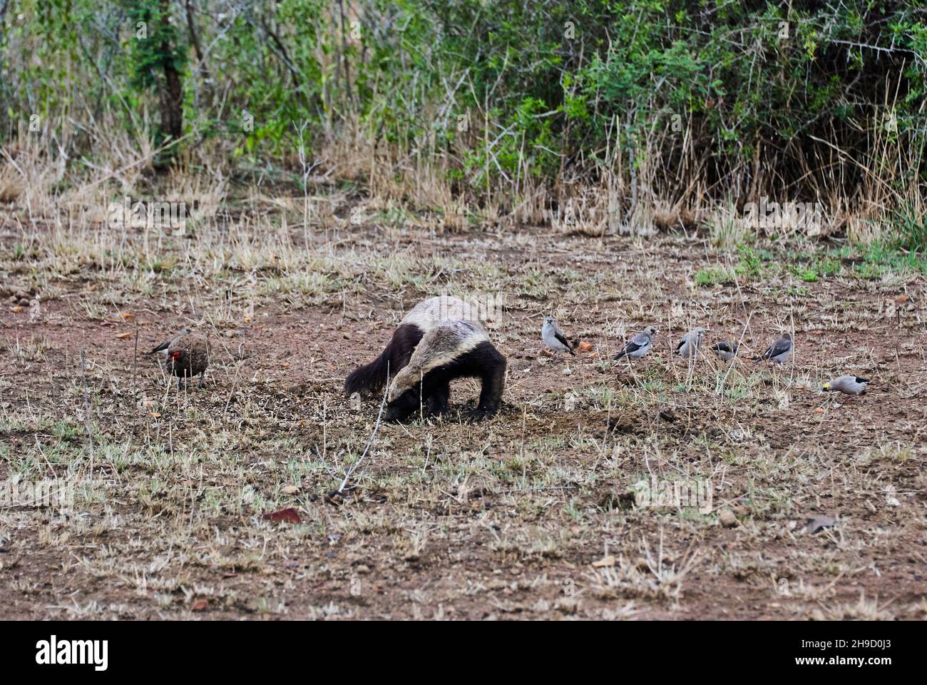 The honey badger, Mellivora capensis, also known as the ratel is a