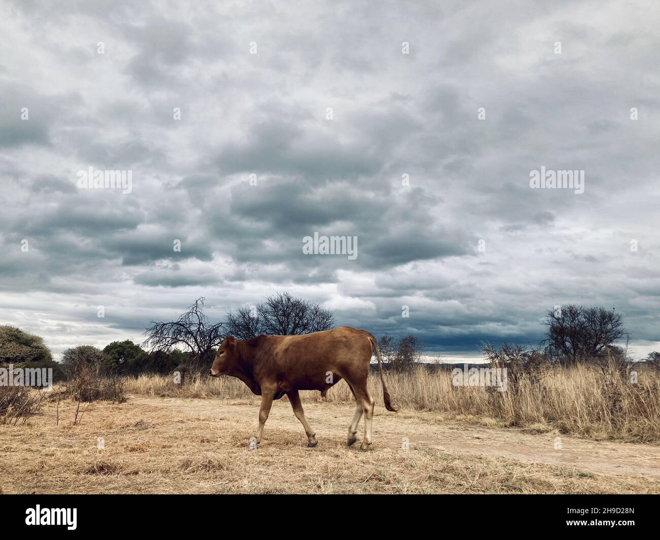 Grazing amidst thunder clouds. Stock Photo