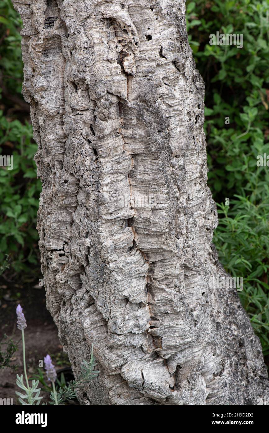 Cork Oak: Quercus suber. Stock Photo