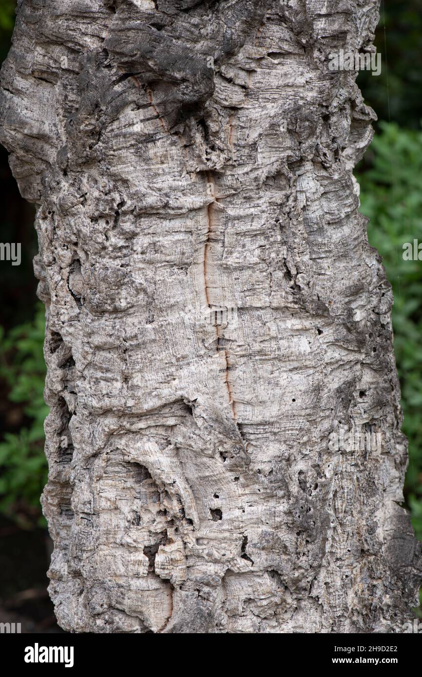 Cork Oak: Quercus suber. Stock Photo