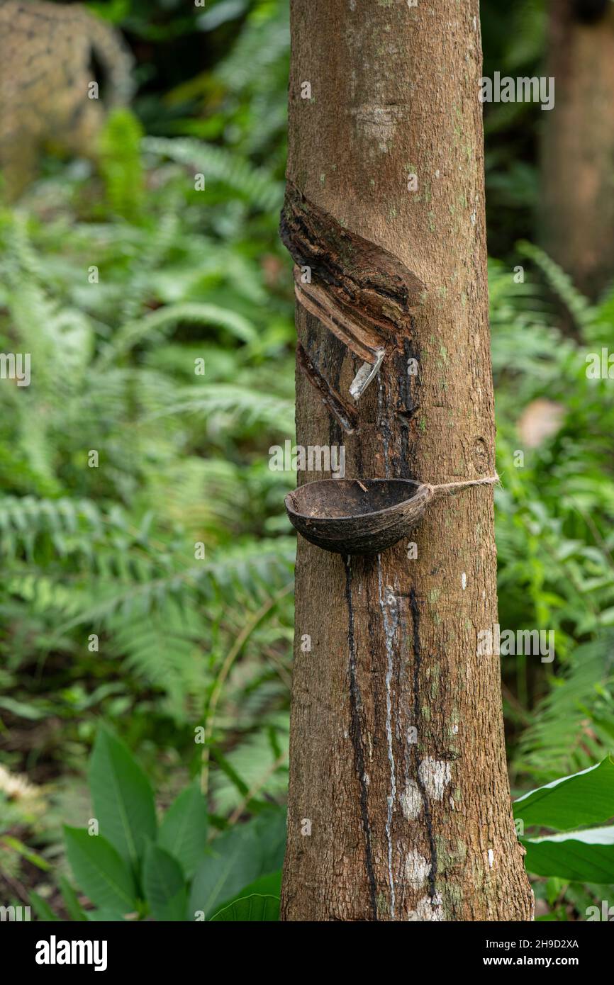 Rubber Tree: Hevea brasiliensis. Tapping for latex. Stock Photo