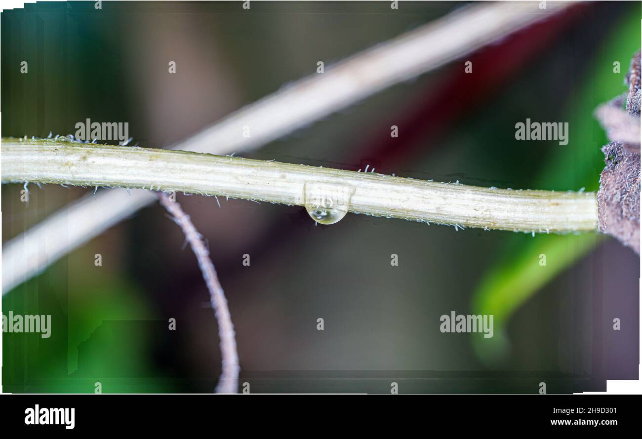 Close-up shot of a water drop on a stem of a plant Stock Photo - Alamy