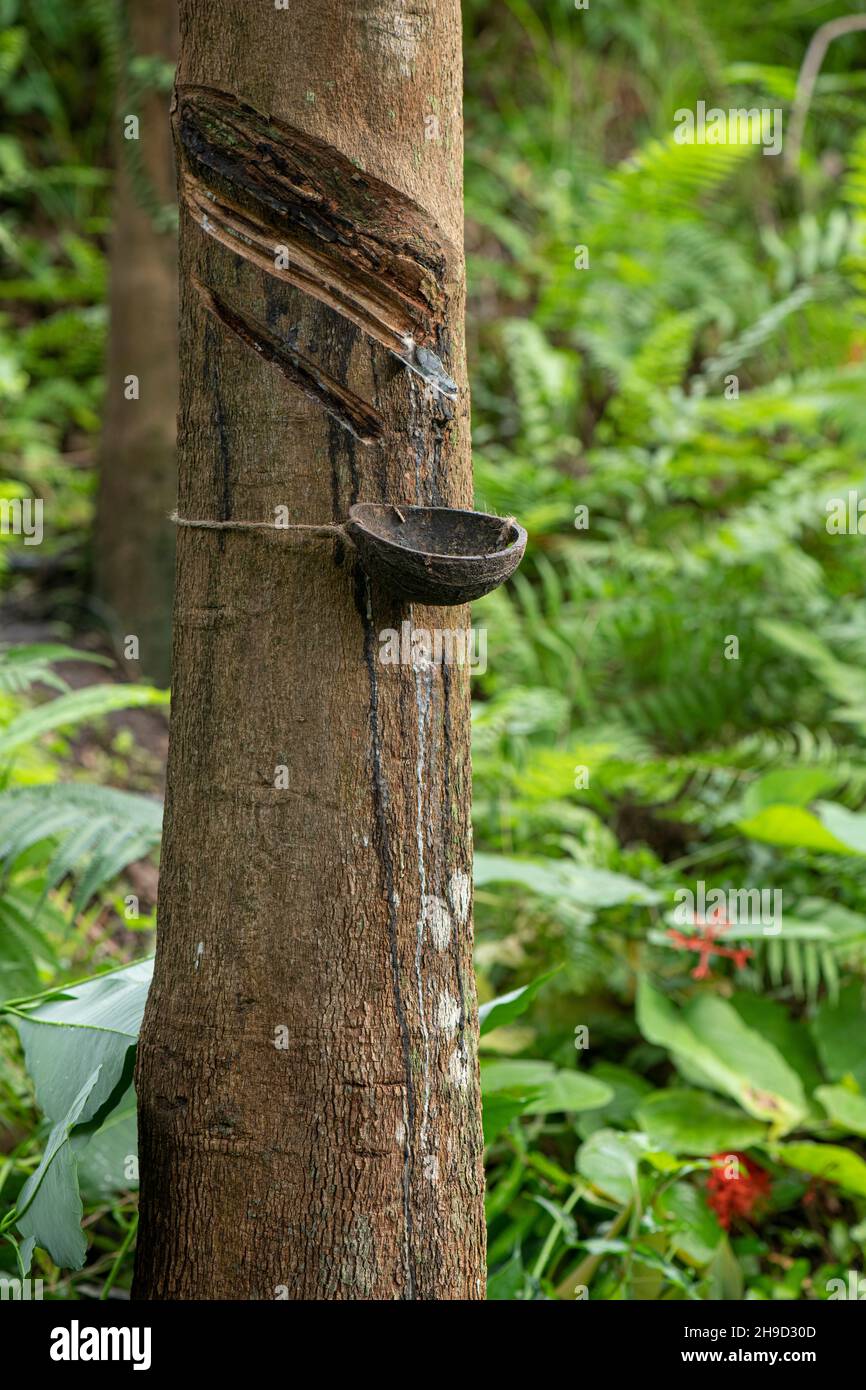 Rubber Tree: Hevea brasiliensis. Tapping for latex. Stock Photo