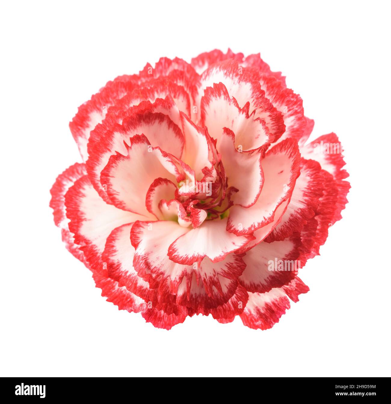 Red and white carnation isolated on white background Stock Photo