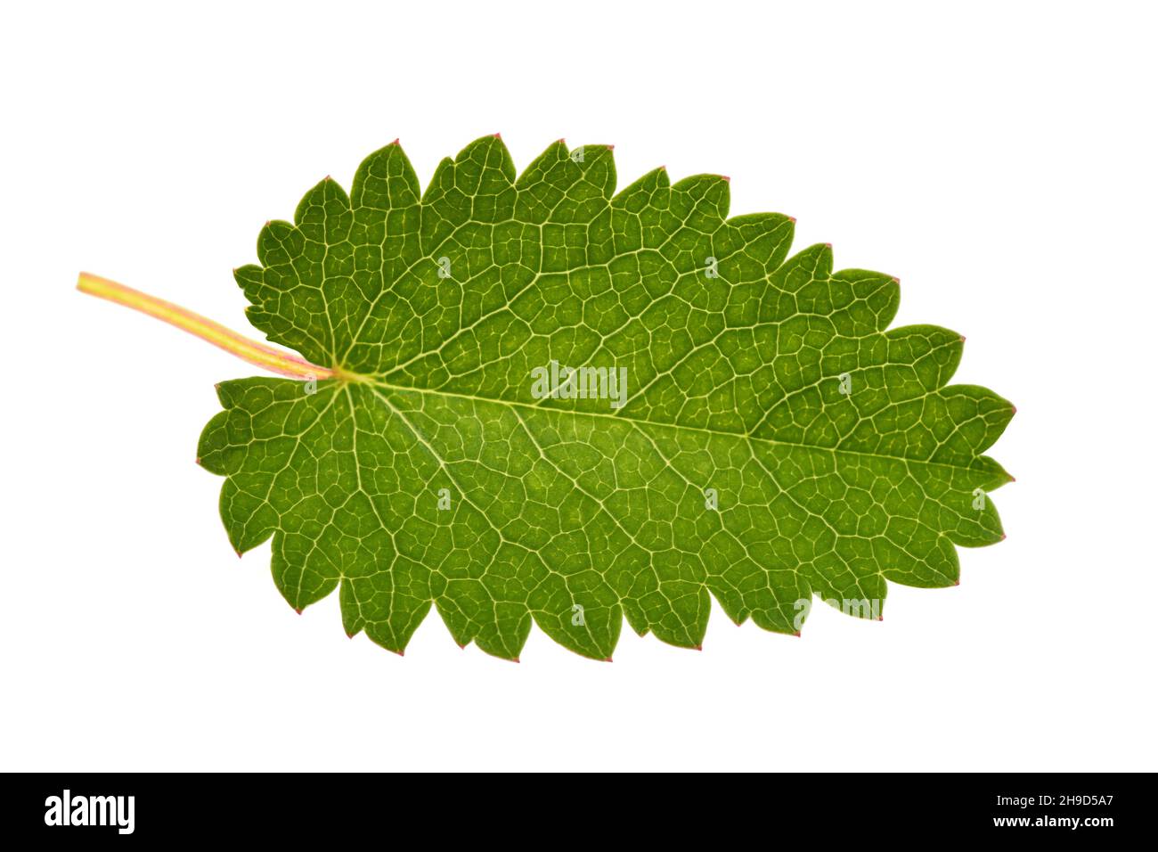 Great Burnet leaf isolated on white background Stock Photo