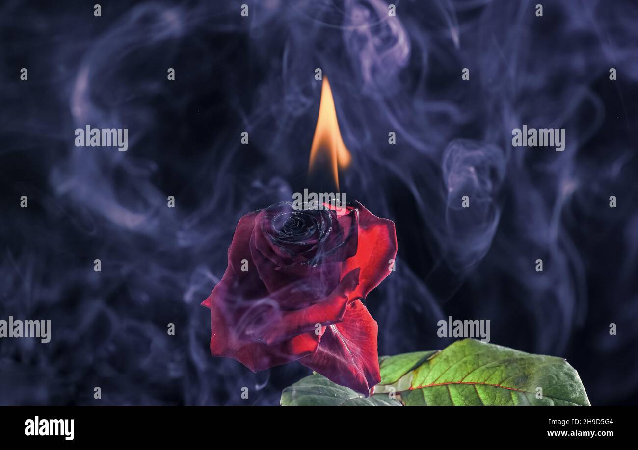 Burning flower HD wallpapers | Pxfuel