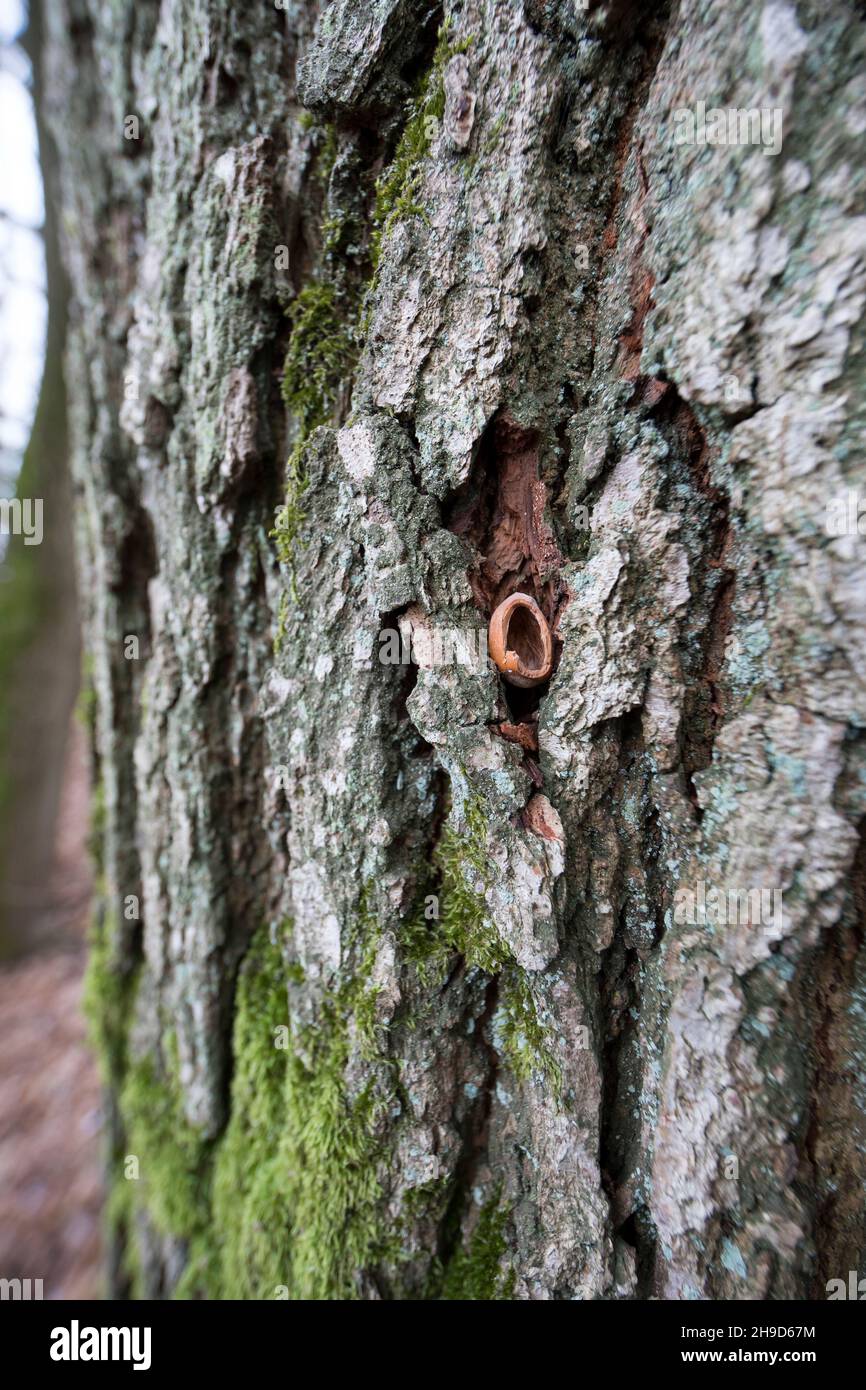 Haselnuss Rinde Baumrinde hi-res stock photography and images - Alamy