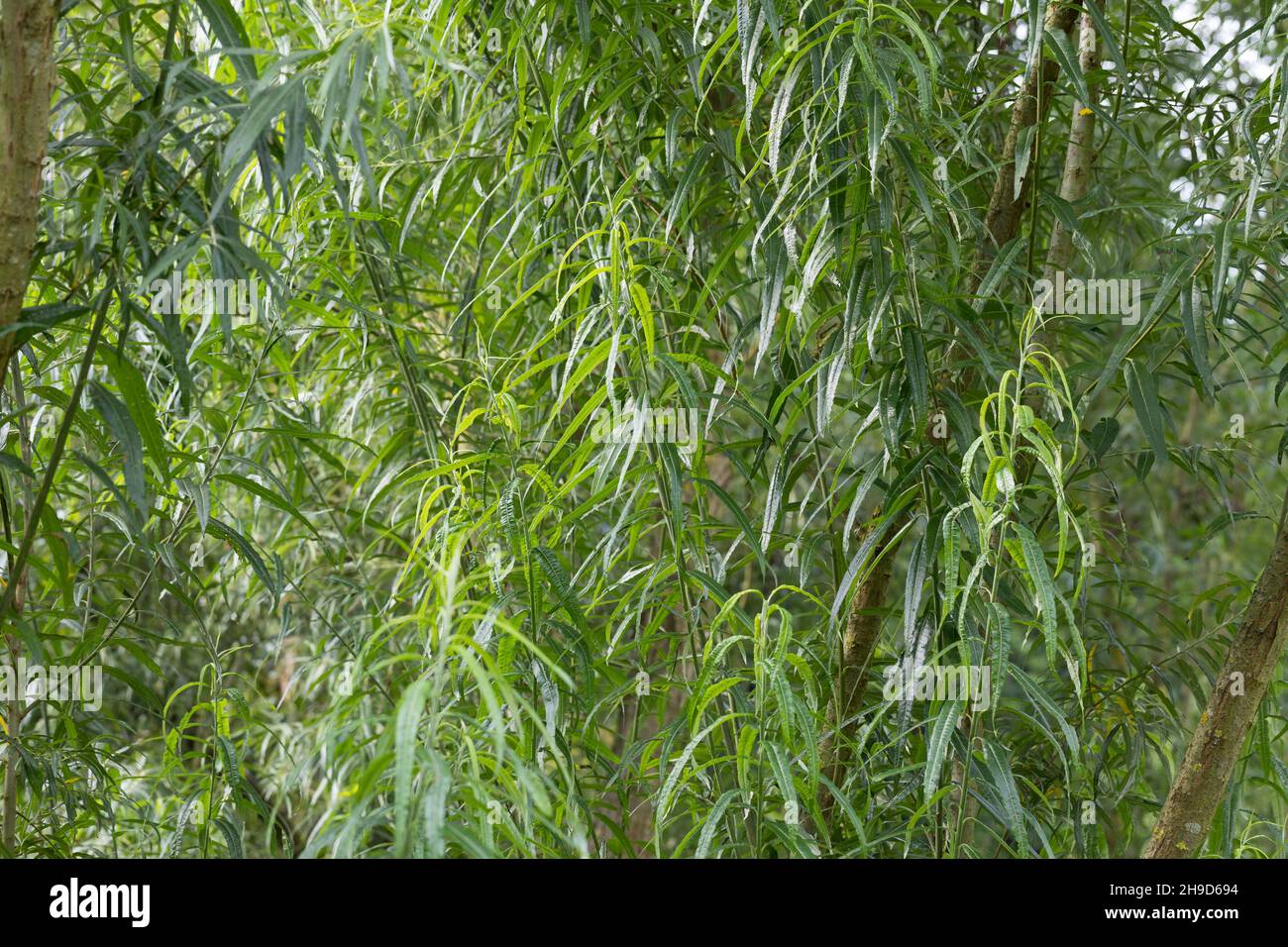 Korb-Weide, Korbweide, Hanf-Weide, Weide, Salix viminalis, basket willow, common osier, osier, Le saule des vanniers, vime, osier vert. Blatt, Blätter Stock Photo