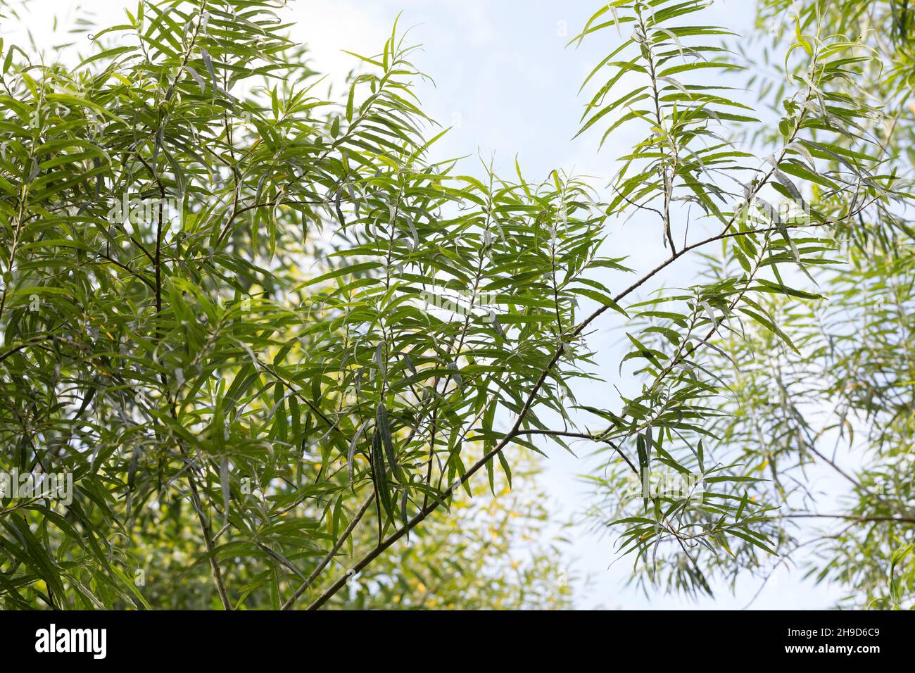 Korb-Weide, Korbweide, Hanf-Weide, Weide, Salix viminalis, basket willow, common osier, osier, Le saule des vanniers, vime, osier vert. Blatt, Blätter Stock Photo