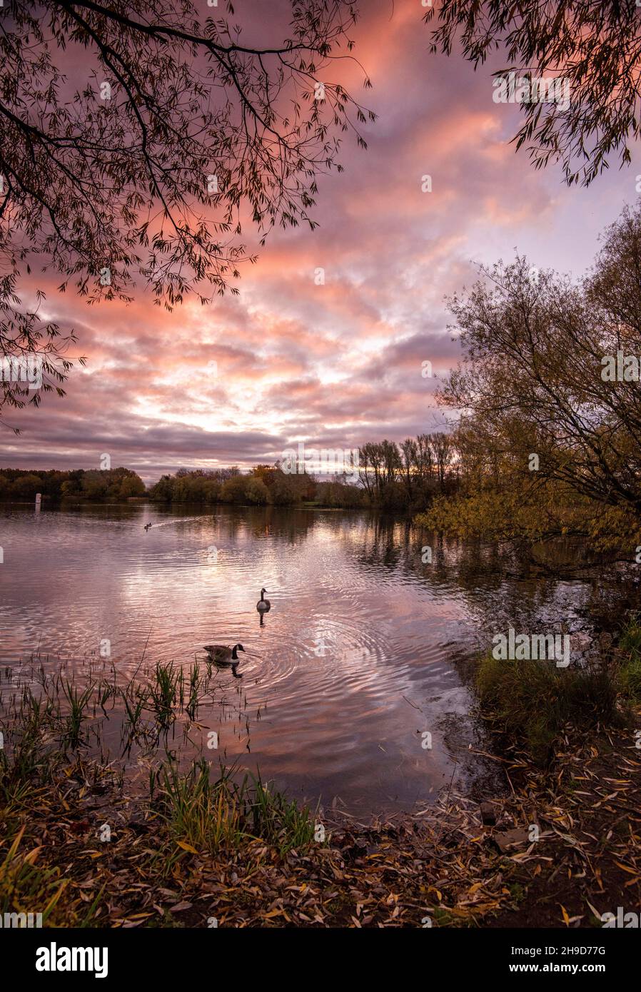 Autumn sunrise on the lake at Colwick Park, Nottinghamshire England UK ...