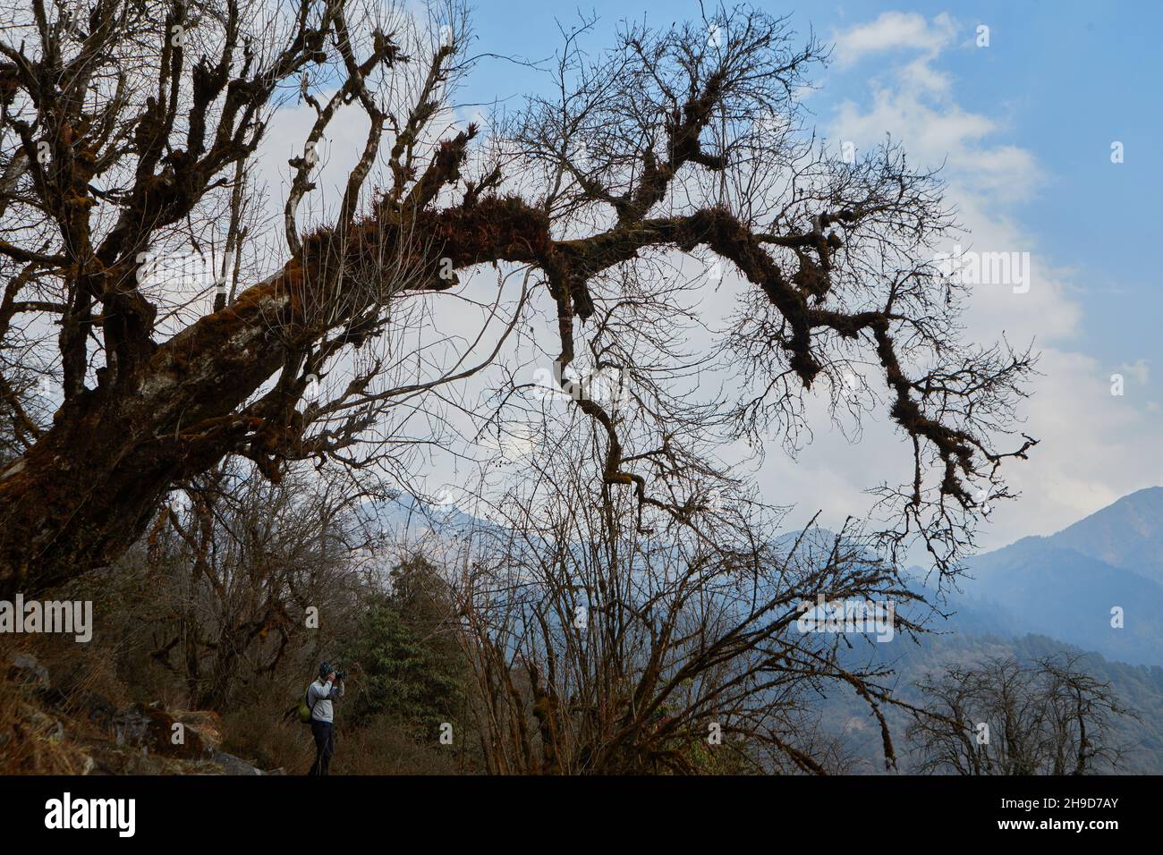 Old tree without foliage on background blue sky in Himalayas mountains Stock Photo