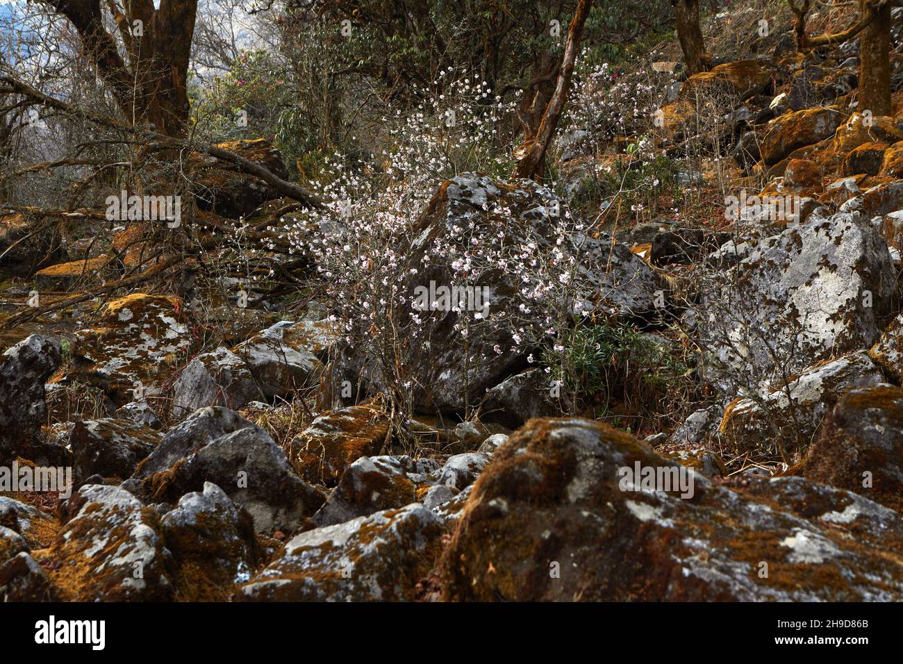 Annapurna Conservation Area .April of Spring 2021 Stock Photo