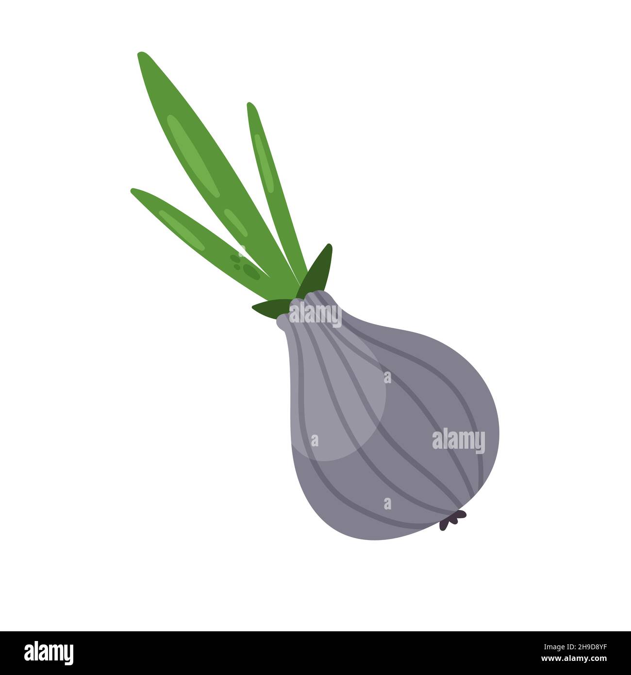 White onion vegetable fresh product, organic farm food production vector illustration. Cartoon healthy raw onion for vegetarian or vegan natural diet isolated on white Stock Vector