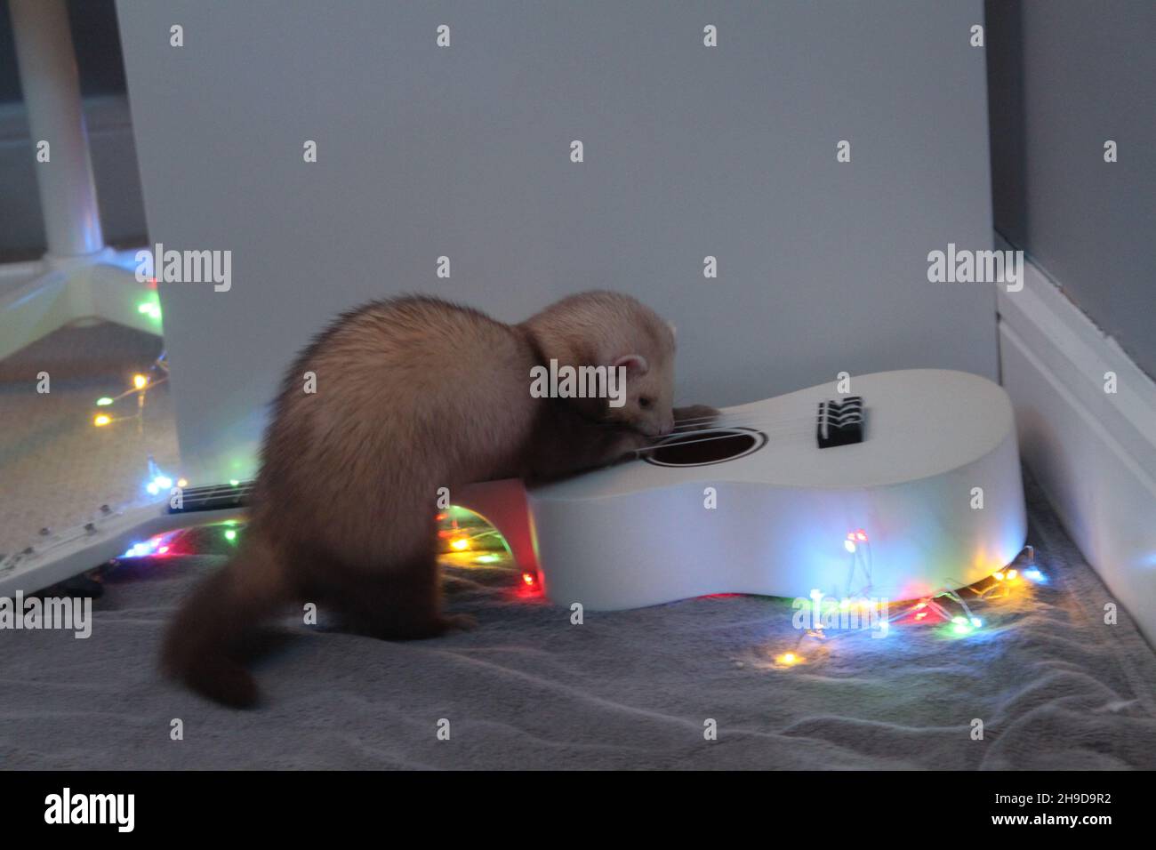 Ferret with ukulele and Christmas lights Stock Photo Alamy