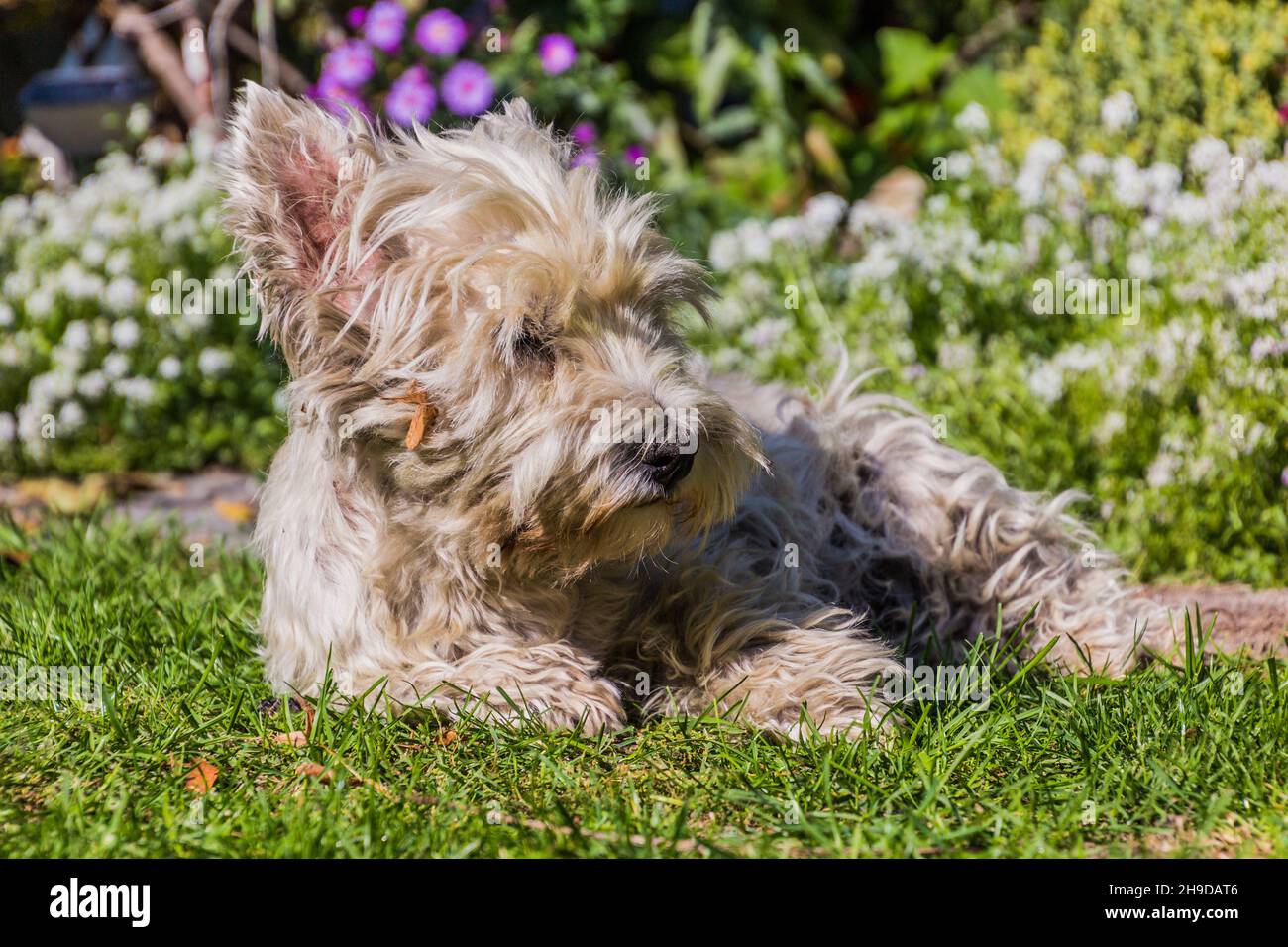 Portrait of a West Highland White Terrier Stock Photo