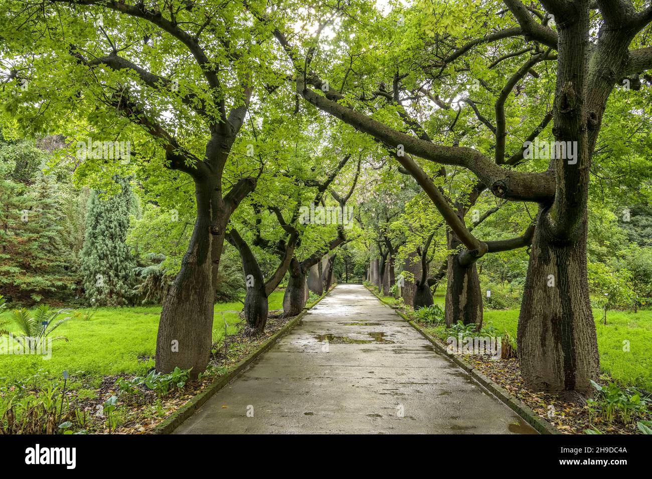 Botanischer Garten Palermo