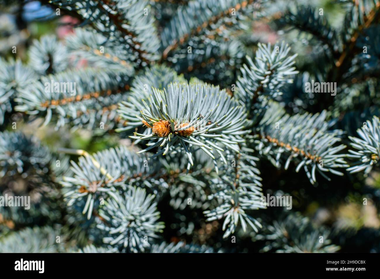 Close up of many green leaves of  Abies alba coniferous tree known as European silver fir, in a sunny summer garden, beautiful outdoor monochrome back Stock Photo