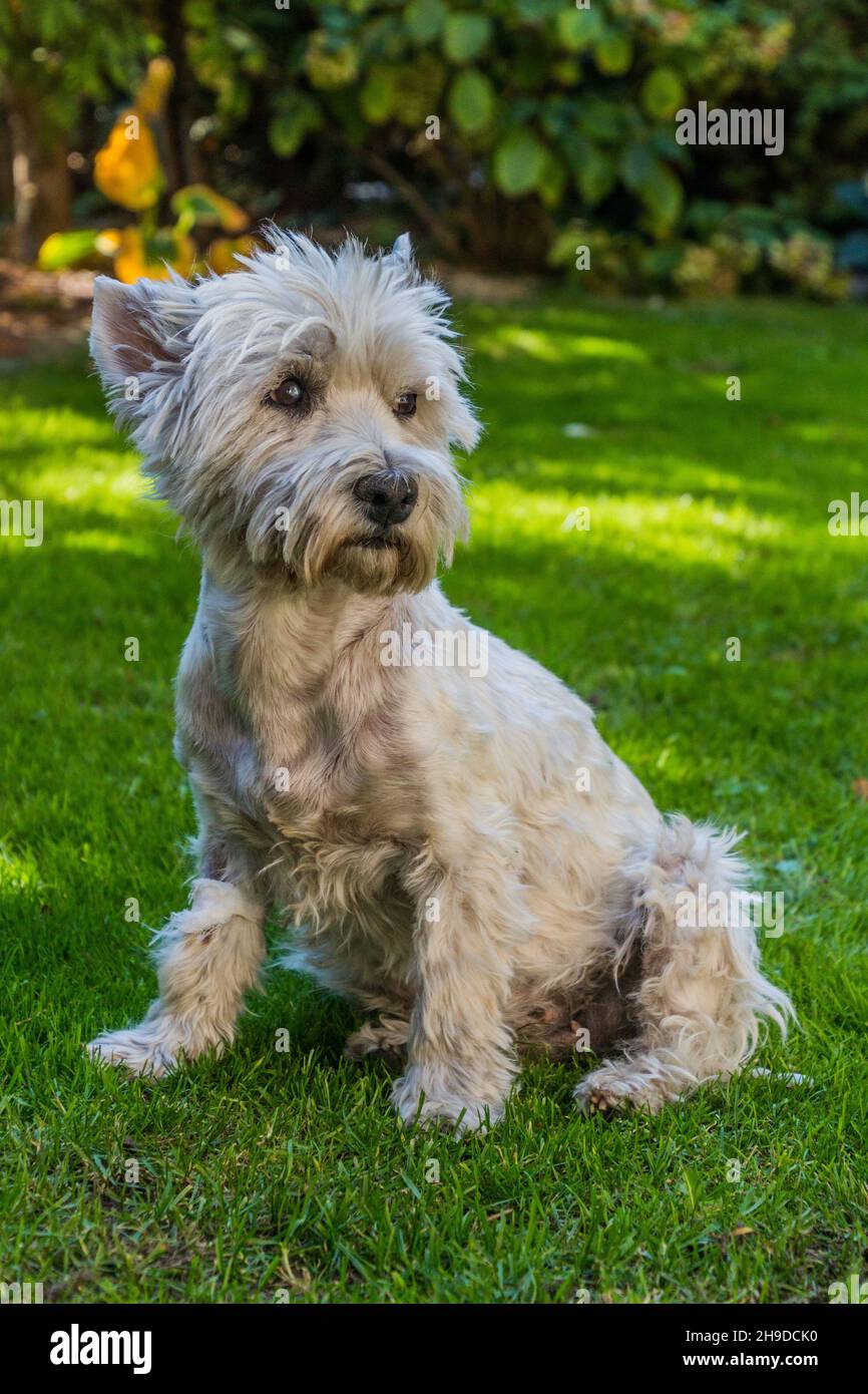 Portrait of a West Highland White Terrier Stock Photo