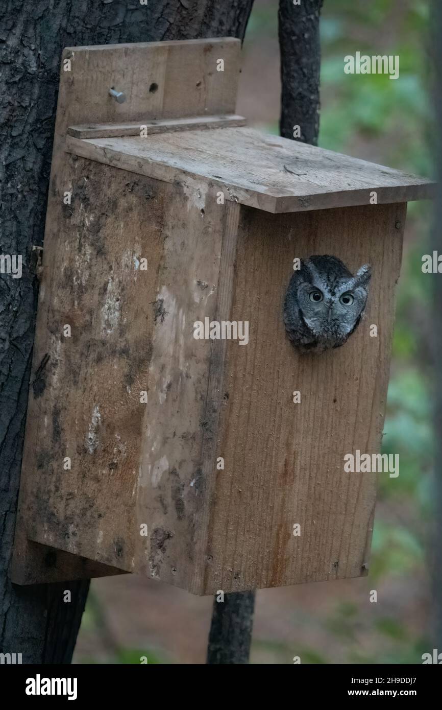 An Gray Morph Eastern Screech Owl (Megascops asio) sticking its head out of a wooden birdhouse attached to a tree in Michigan, USA. Stock Photo
