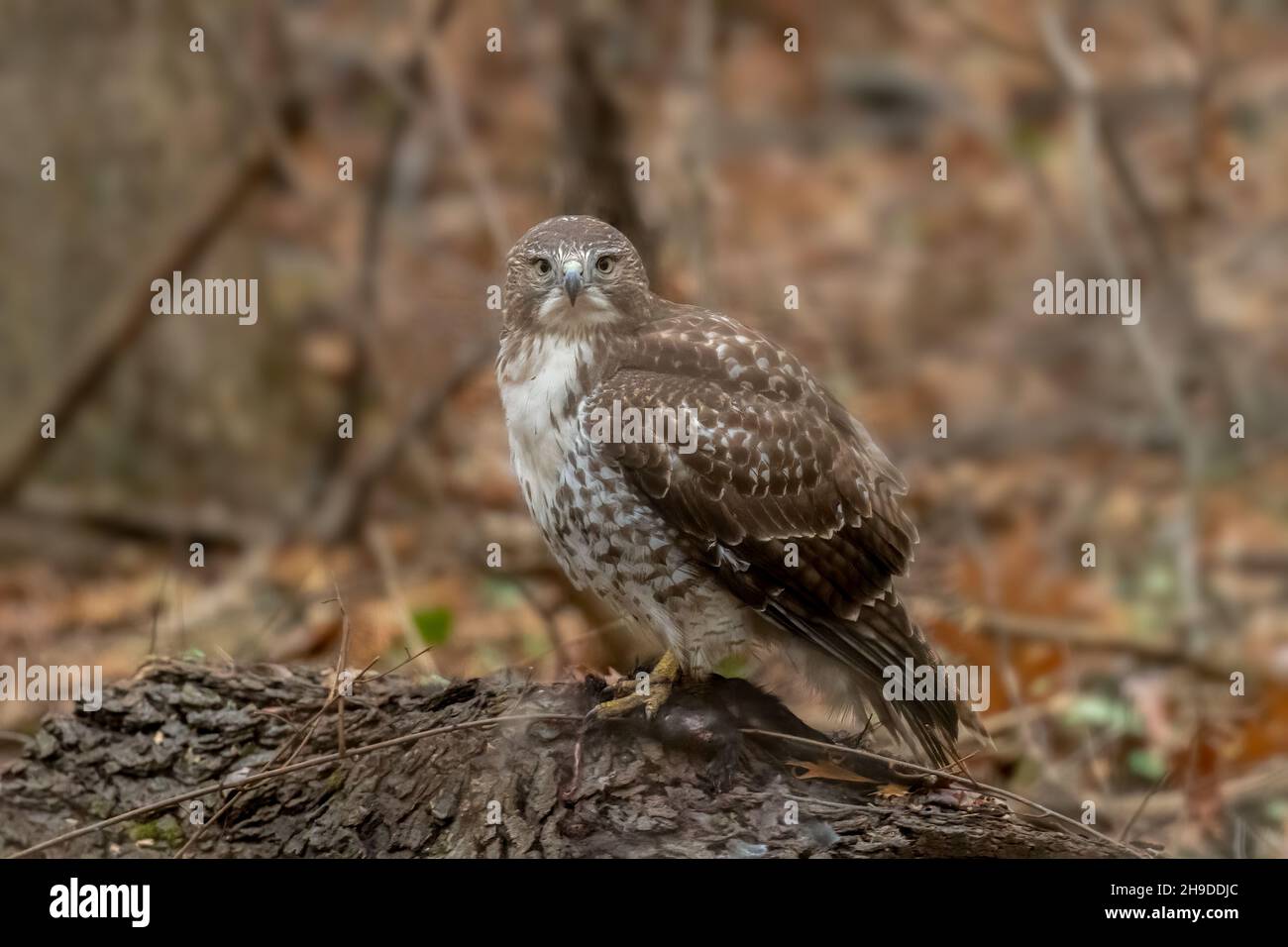 A Red-shouldered Hawk (Buteo lineatus) perched on a downed tree in a forest standing over its prey, a dead squirrel. Stock Photo