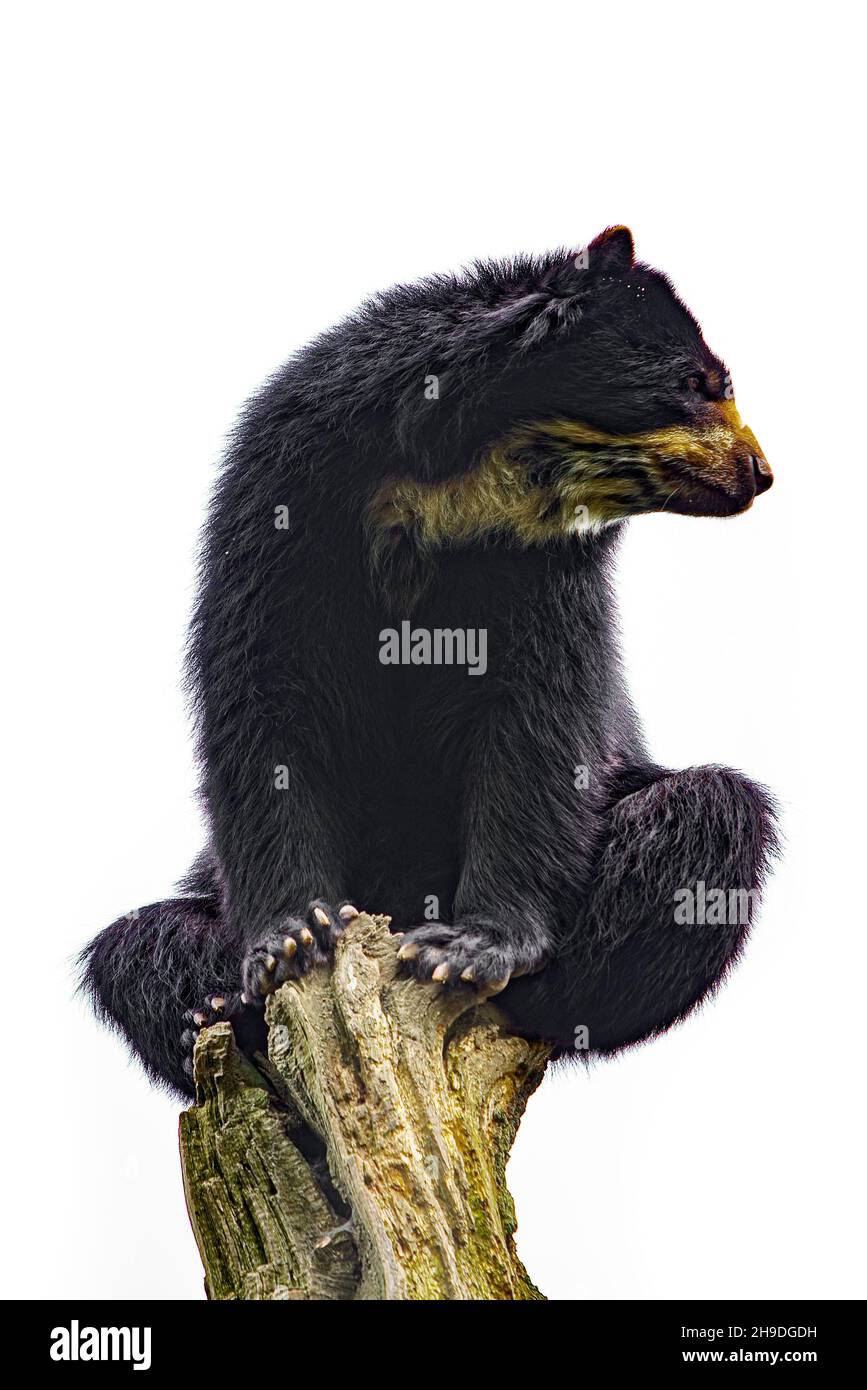 American Black Bear isolated on white background Stock Photo - Alamy