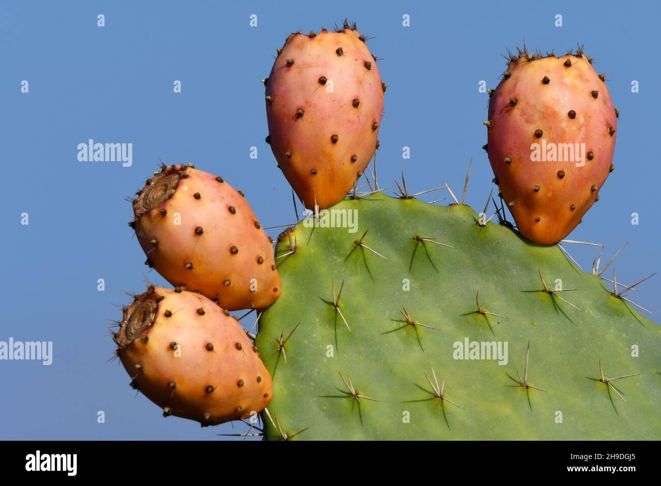 Sabra fruit on a cactus leaf Stock Photo