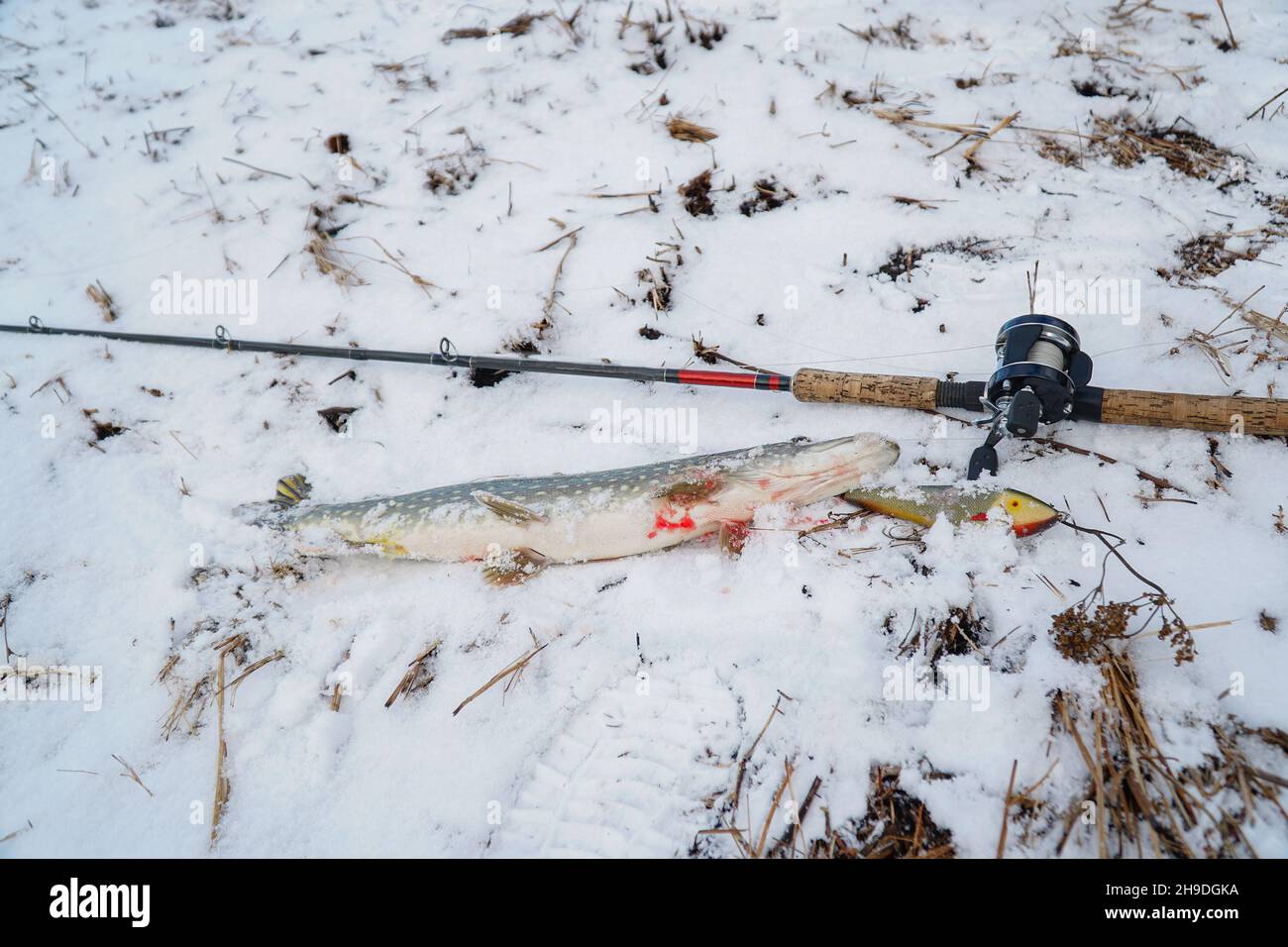 Spinning rod with baitcasting reel, bait and caught a pike lying on the snow in the winter Stock Photo