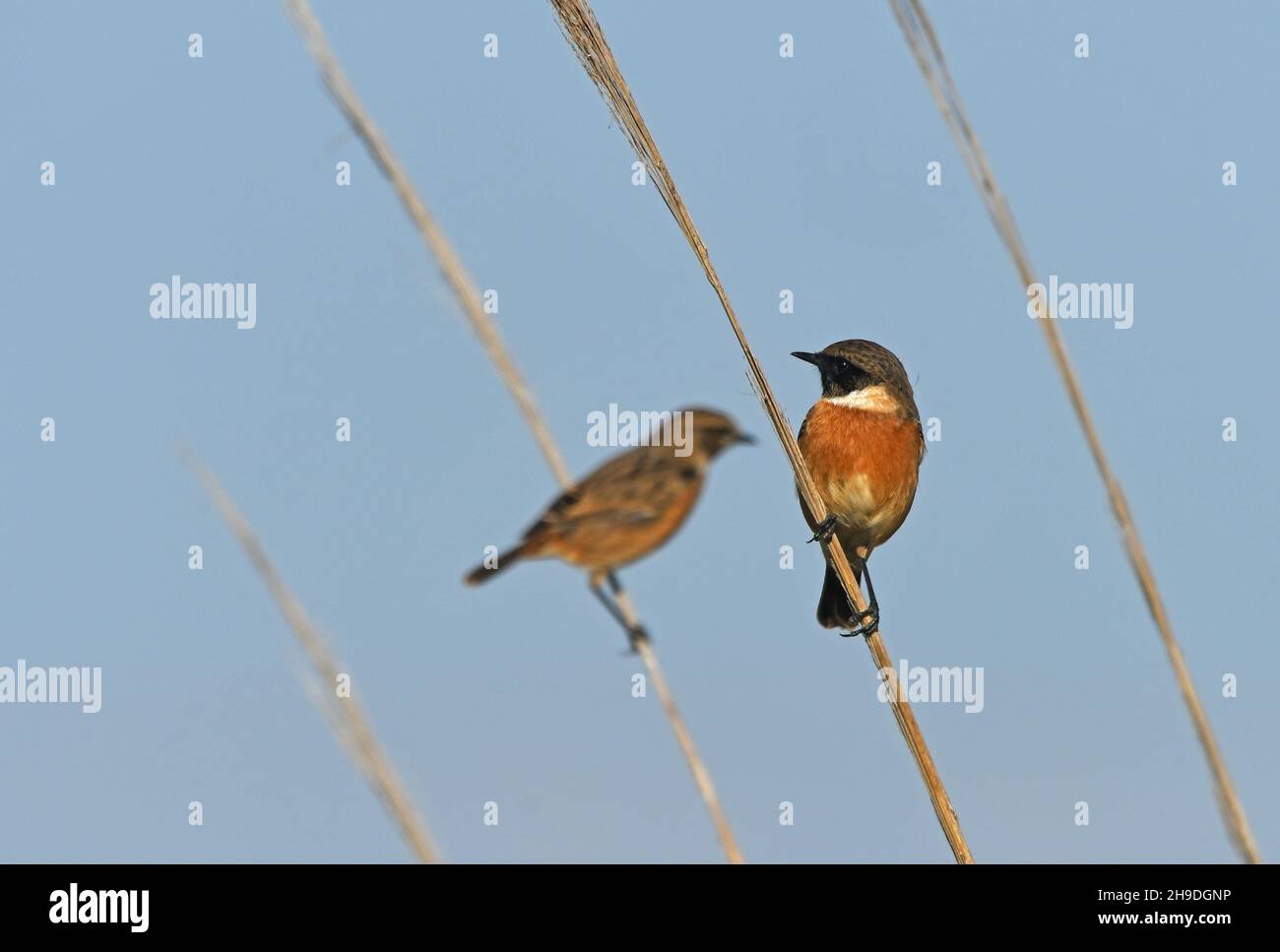 Stonechat - male and female Stock Photo