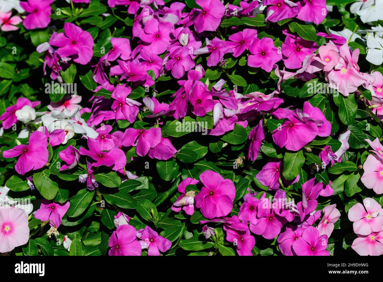 Large garden pot with vivid pink, red and white Impatiens walleriana flowers known as  busy Lizzie, balsam, sultana, or impatiens, in full bloom in a Stock Photo