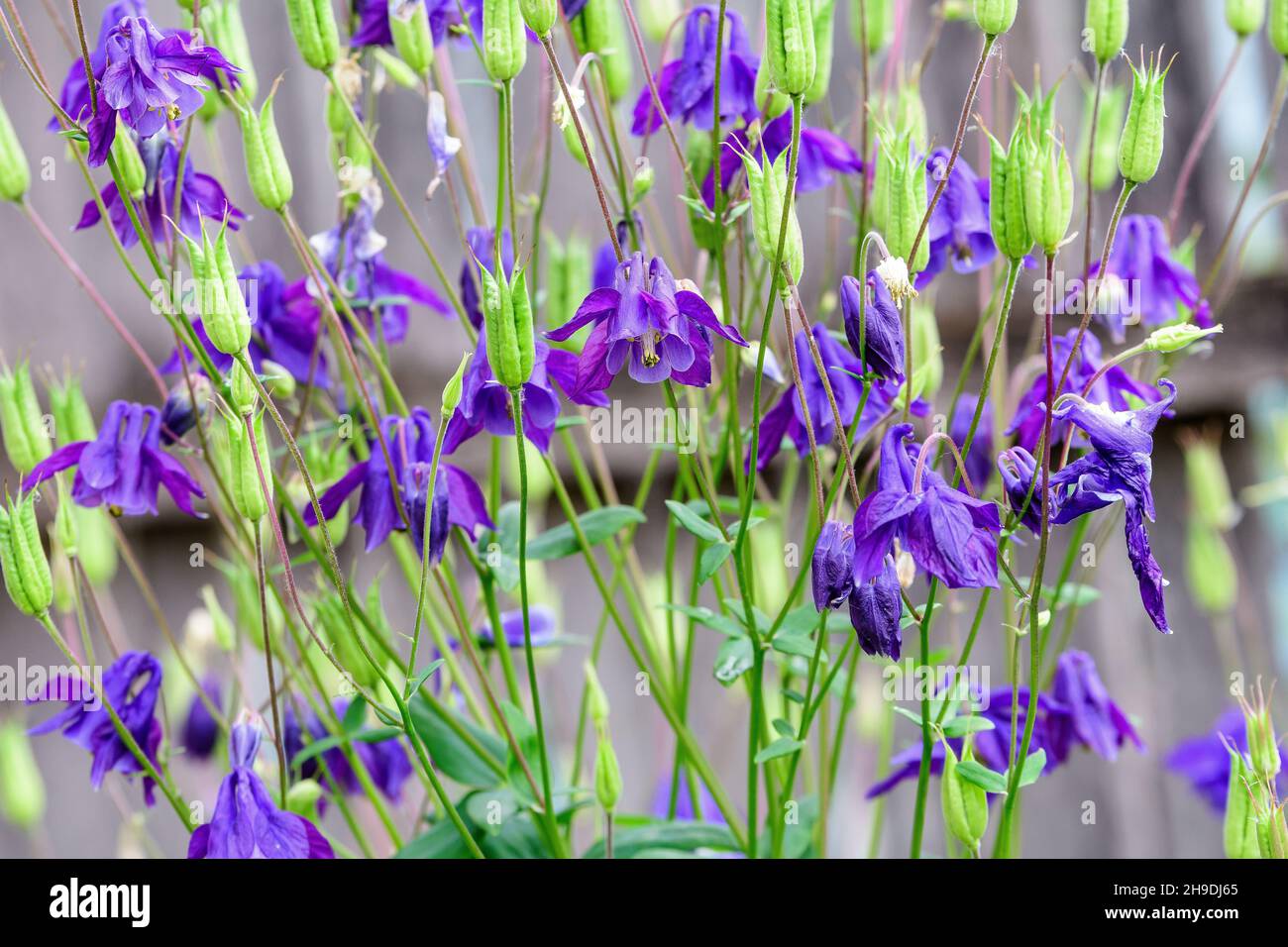 Close up of blue flowers of Aquilegia Vulgaris, European columbine flowers in garden in a sunny spring day, beautiful outdoor floral background photog Stock Photo