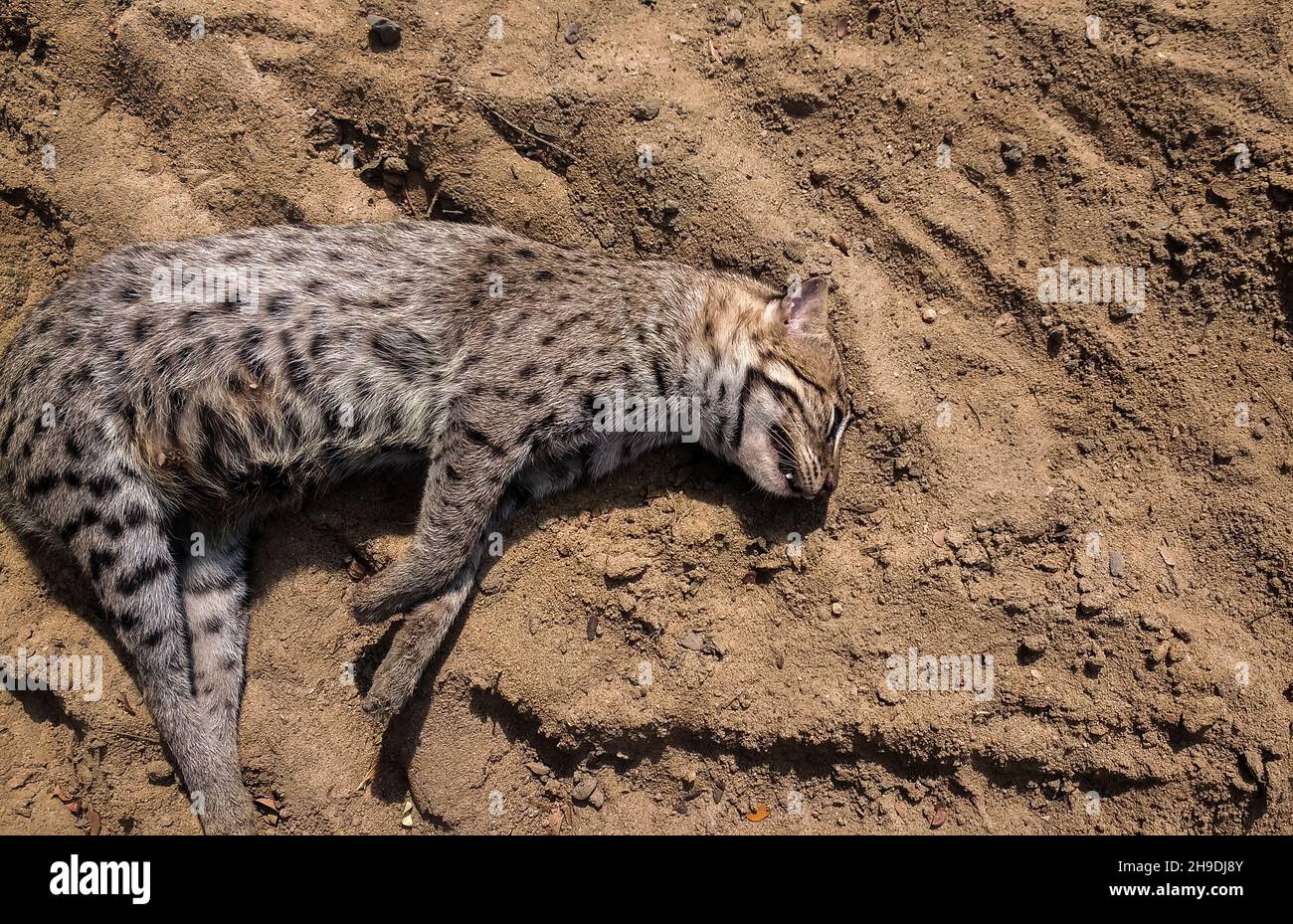 A female fishing cat (Prionailurus viverrinus) was lying dead due to