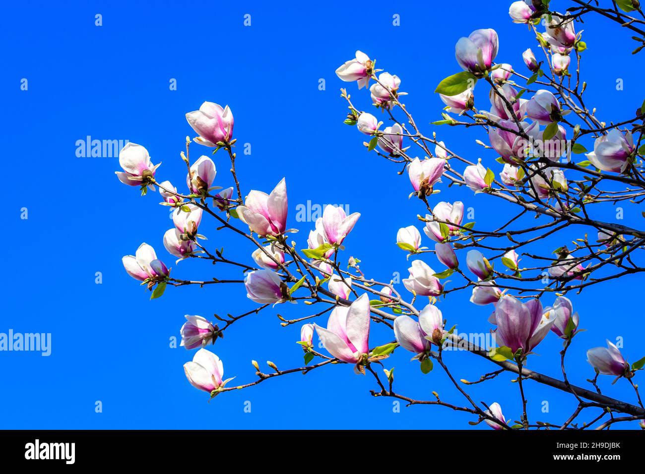 Large pink flowers magnolia tree hi-res stock photography and images ...