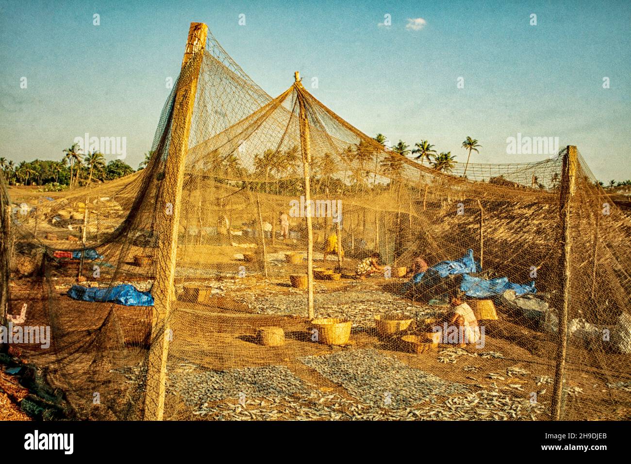 Low impact commercial enterprise, fishmeal production, showing fish