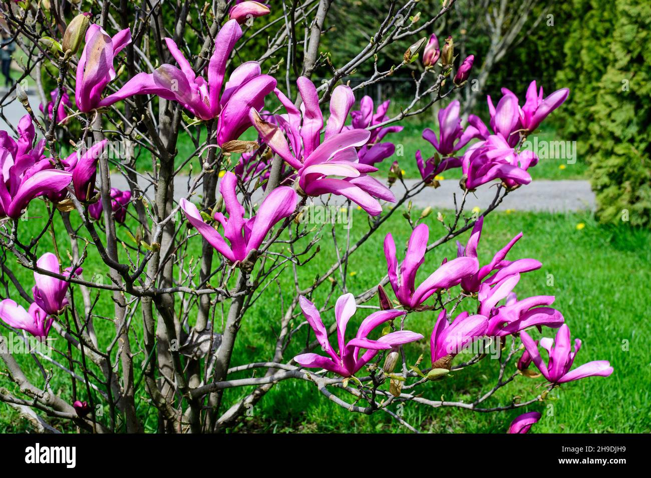 Many delicate vivid pink magnolia flowers in full bloom on a branch in a garden in a sunny spring day, beautiful outdoor floral background photographe Stock Photo