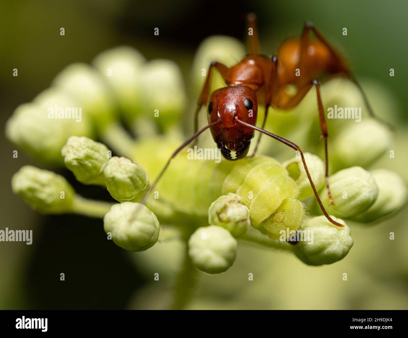 Macro shot of a red ant attacking caterpillar on flower buds Stock Photo