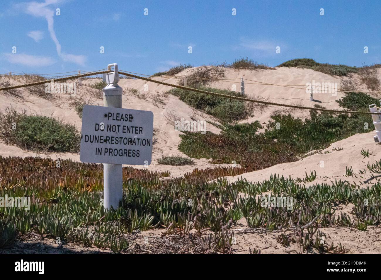 Dune restoration in Playa Del Rey, Los Angeles, California, USA Stock