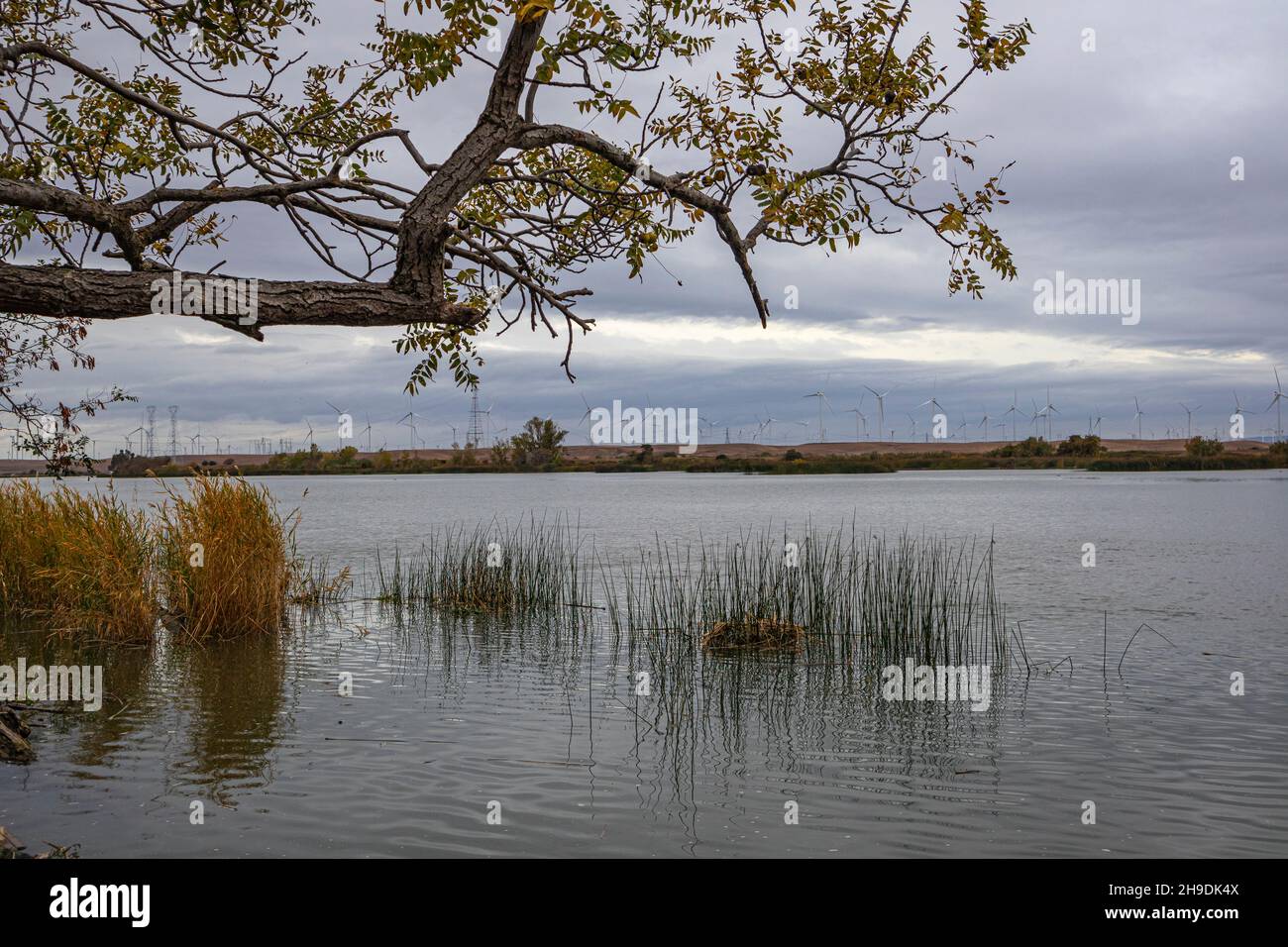 Sacramento River in the Sacramento-San Joaquin River Delta, Sacramento County, California, USA Stock Photo