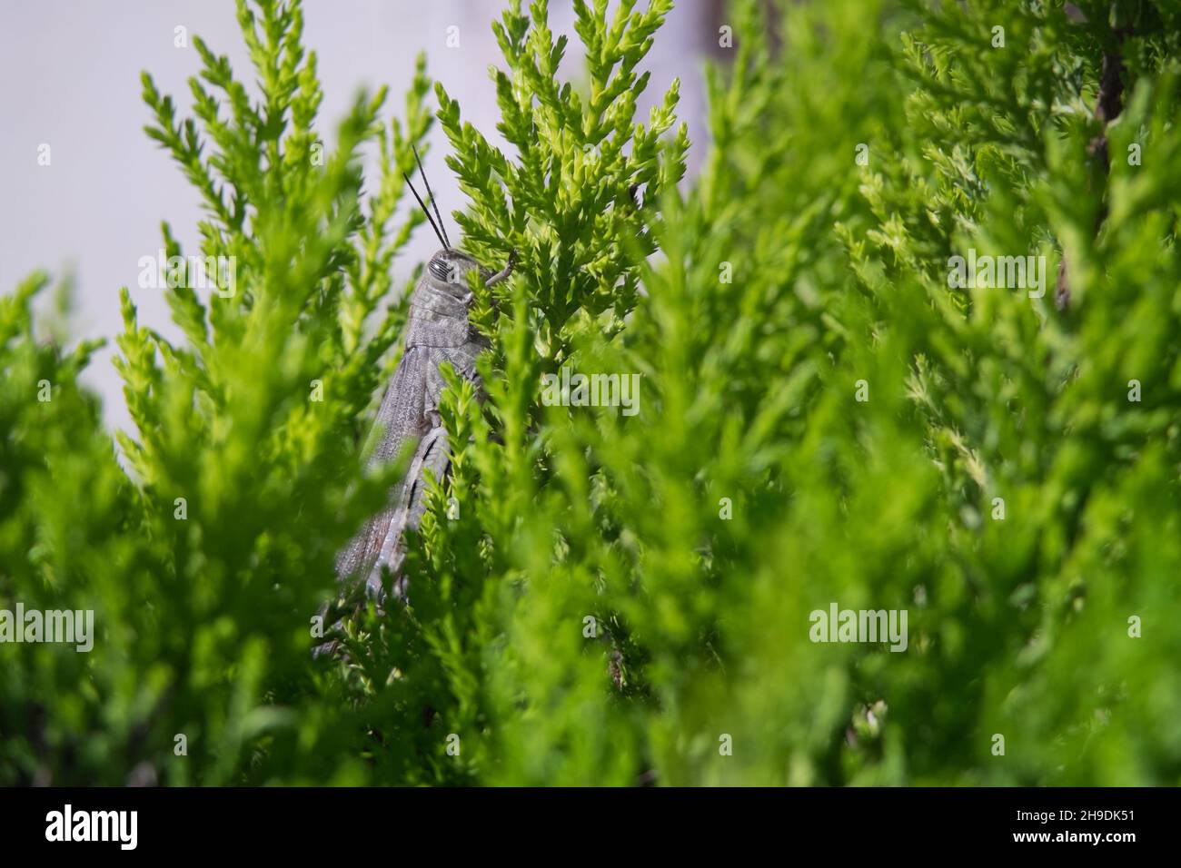 A big grey grasshopper in green foliage Stock Photo