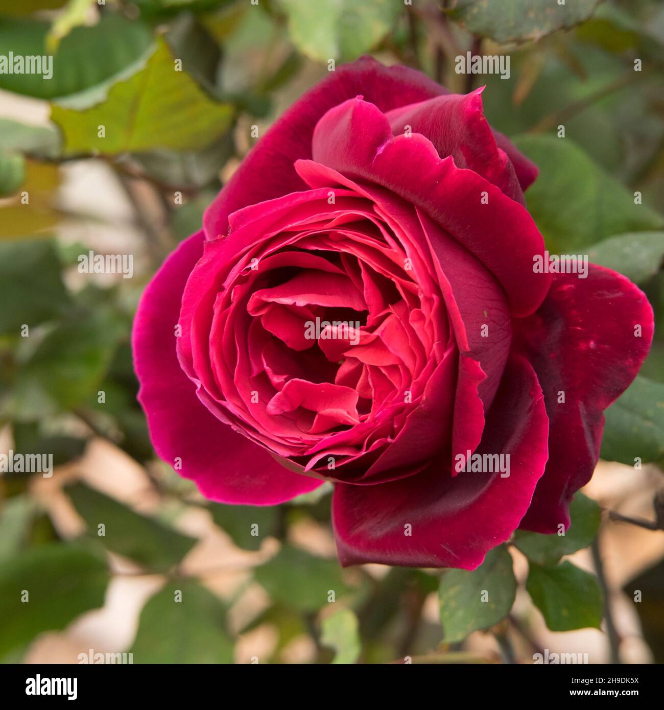 A close up of a big fat red rose Stock Photo