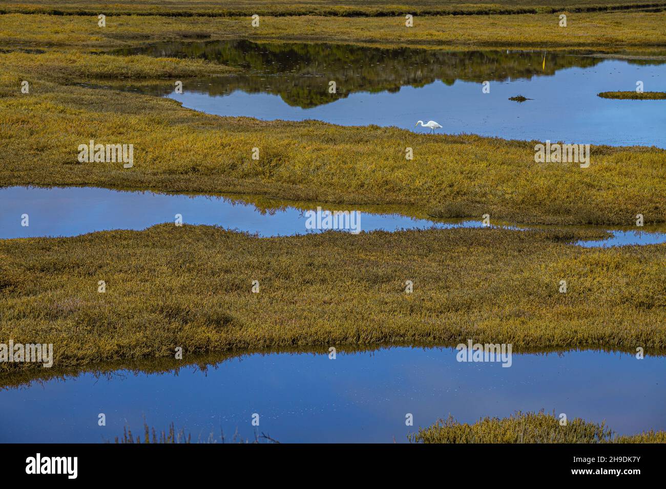 Wetlands in Morro Bay estuary, San Luis Obispo County, California, USA Stock Photo