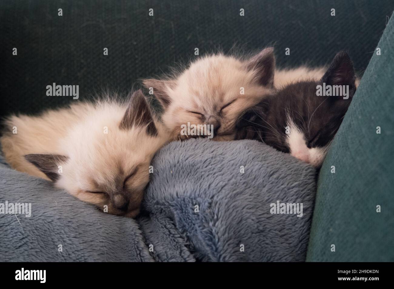 Three tiny kittens sleeping on a couch Stock Photo