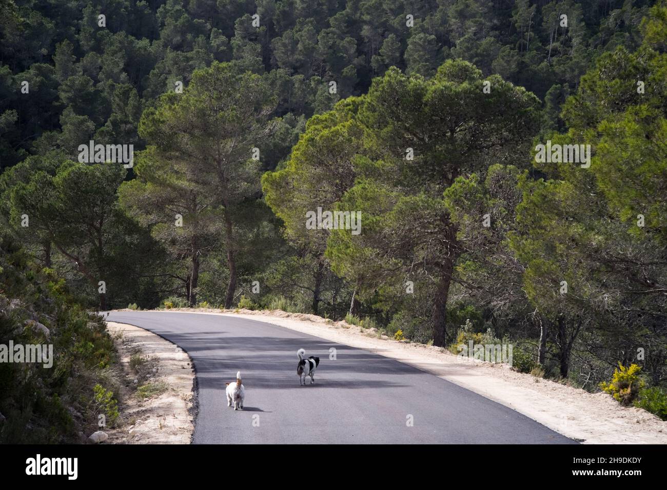 Two dogs running down the road in forest covered hills in Valenciana region of Spain Stock Photo
