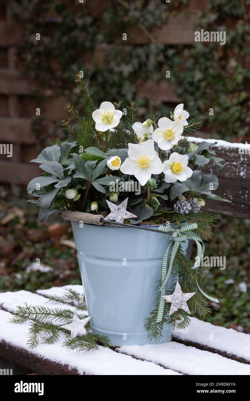 helleborus niger in vintage bucket in winter garden Stock Photo
