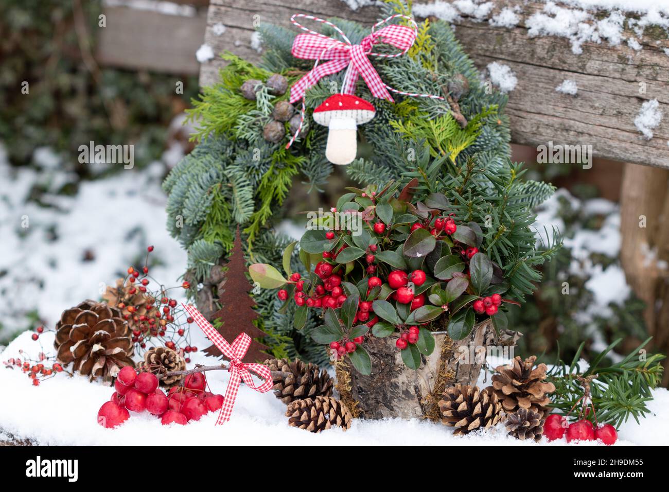 decoration with wintergreen  in pot, pine cones and crab apples in winter garden Stock Photo