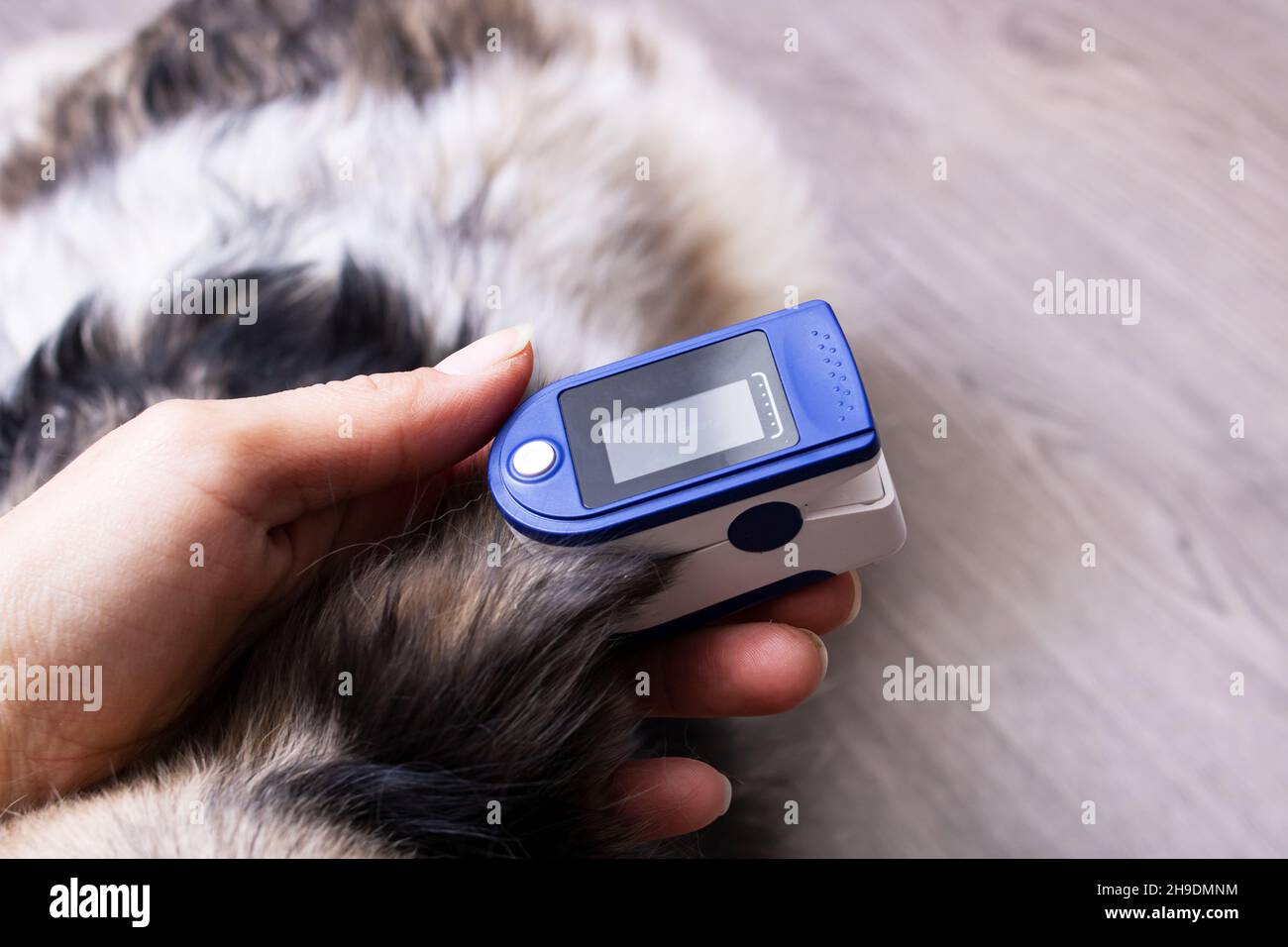Pulse oximeter on dog's ear close up, veterinary examination Stock
