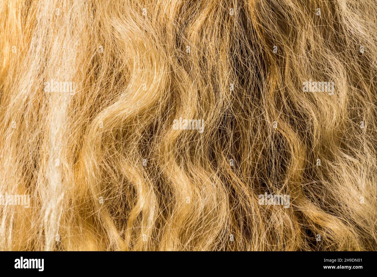 Long Cotton Curly Preppy Hair (Brown & Blonde)